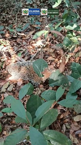 Semma realiza soltura de animais silvestres em áreas de mata preservada