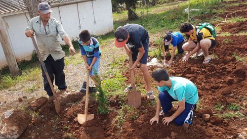Alunos plantam pinheirinhos no campo