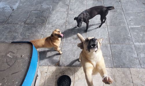 Mais 434 quilos foram doados ao Banco de Ração em setembro, sendo 335 Kg para cães e 99 Kg para gatos. Quem quer doar pode entrar em contato com a Secretaria de Meio Ambiente Agricultura e Pesca