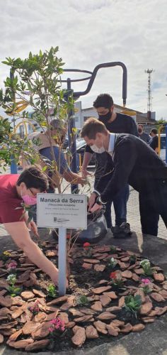 Plantio de Manacá da Serra homenageando à Primavera 