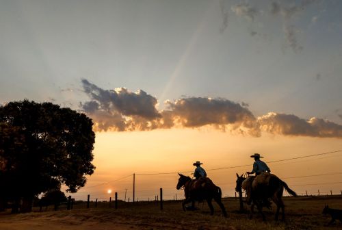 Fazenda Jaracatiá: Sustentabilidade e Inovação no Agronegócio