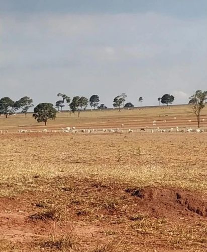 Prefeitura de Querência do Norte decreta estado de emergência devido à estiagem