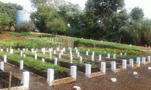 Viveiro Municipal oferece mudas de árvores aos munícipes