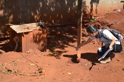 Alto índice do mosquito Aedes aegypti causador da Dengue, Chikungunya e Zika preocupa autoridades de Saúde