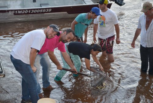 70 mil peixes juvenis da espécie pacu foram soltos no Rio Piquiri