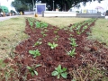 So cultivadas petnia, salvia, boca de leo, cravinho e amor perfeito