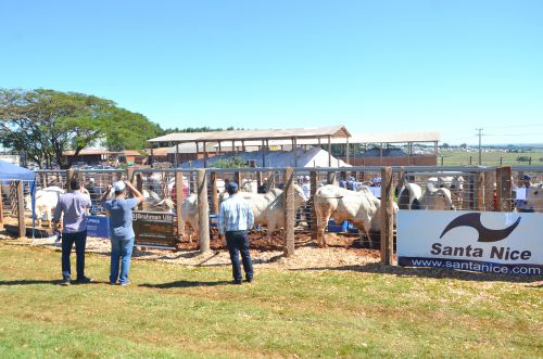 Prefeito e vice prestigiam Dia de Campo do Pecuarista da Coagru